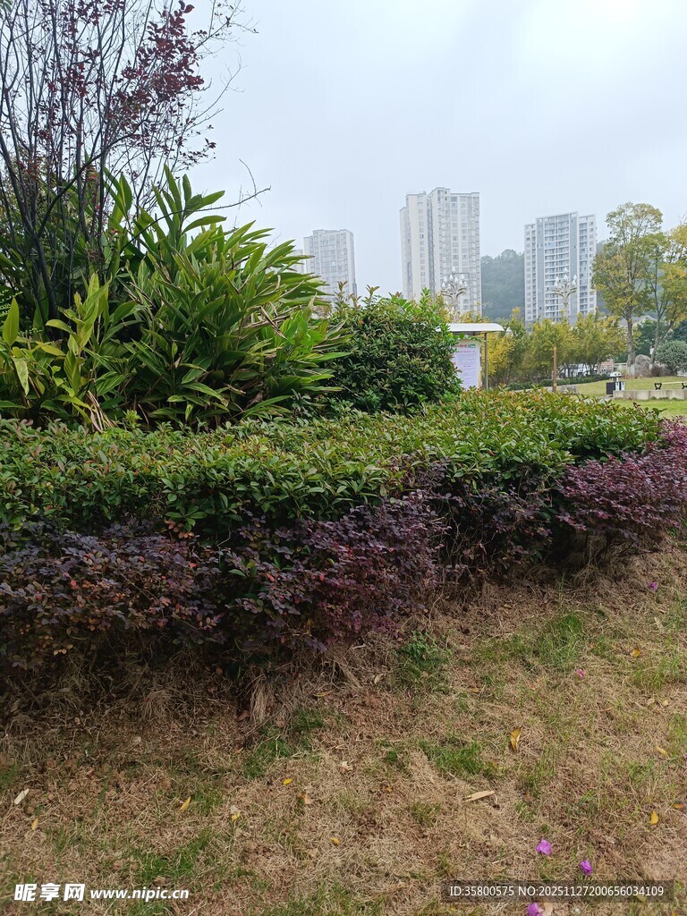 城市中的绿植景观