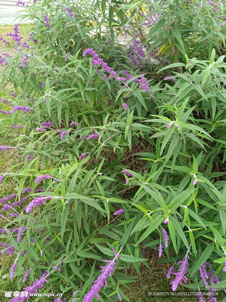 紫色鼠尾草植物景观