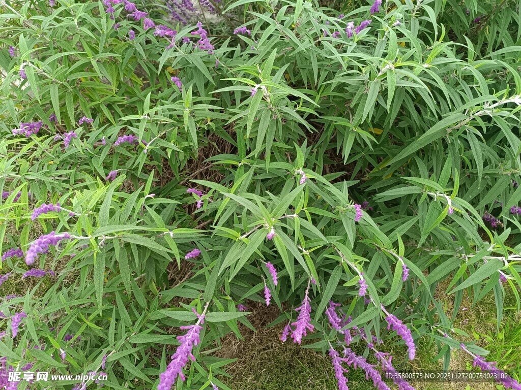 紫色花卉植物特写