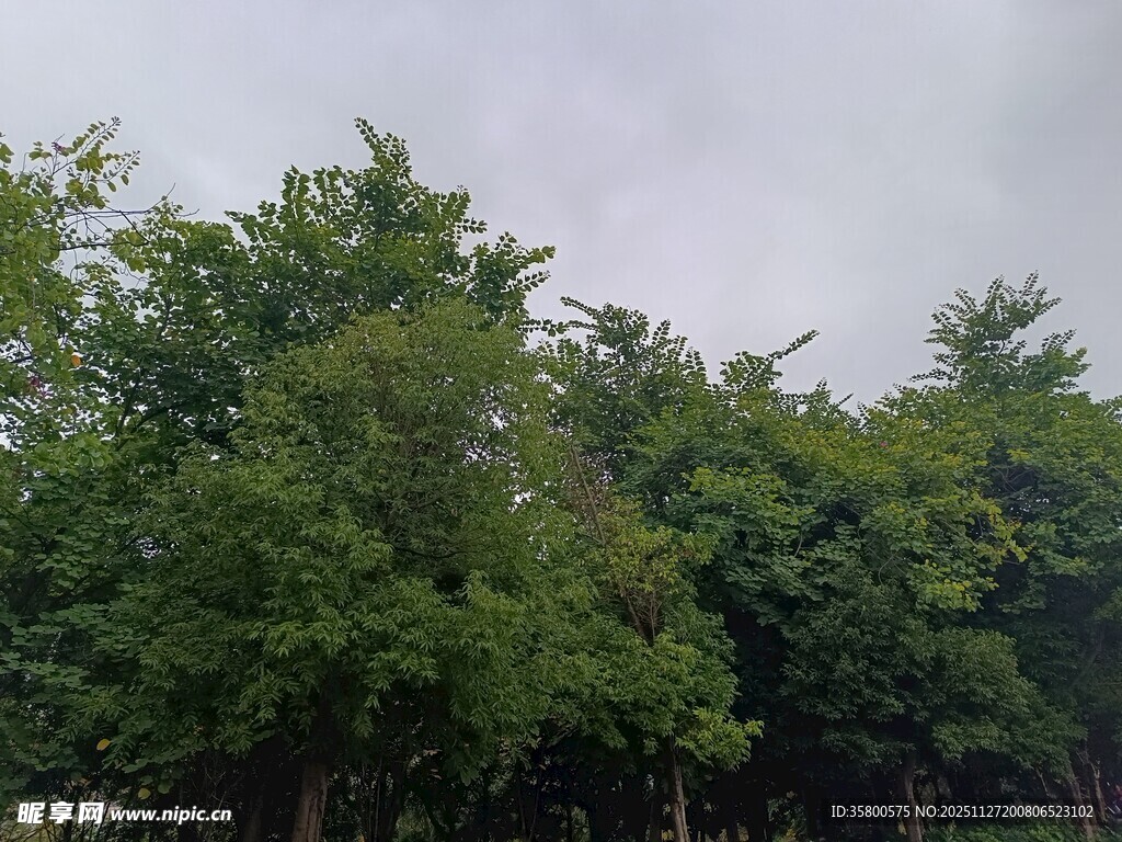 绿树成荫的自然景象