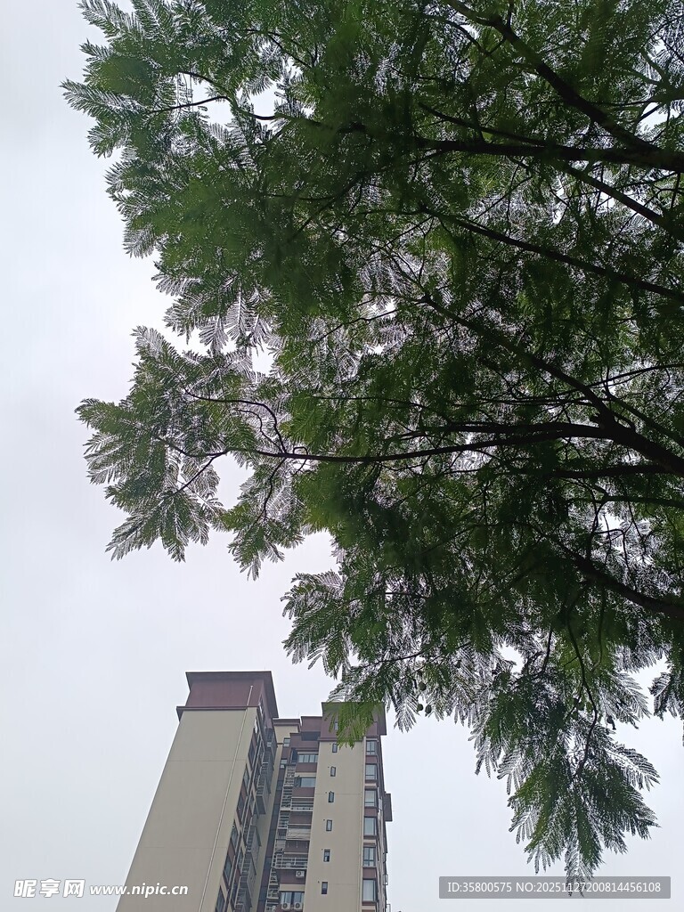 仰视绿树与高楼