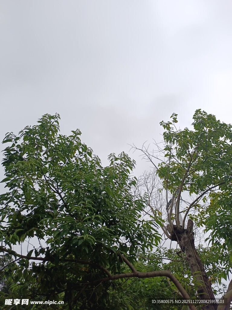 绿树成荫的自然景象