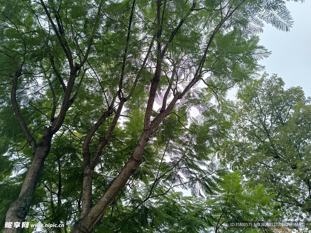 阳光透过枝叶的绿意景象