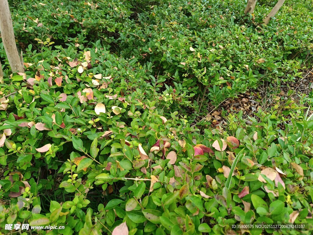 繁茂绿植中的多彩叶片