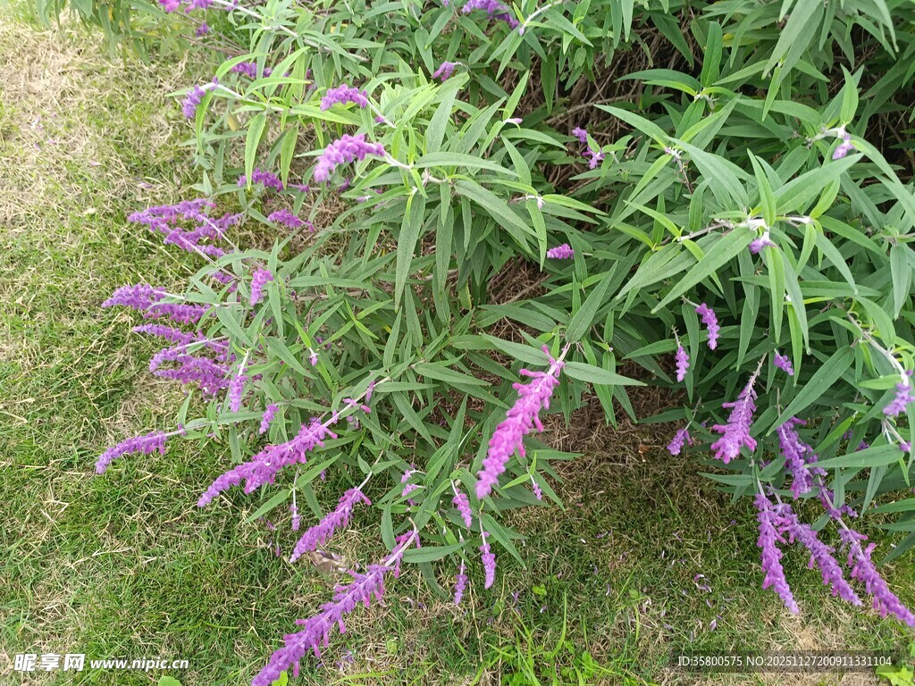 紫色穗状花草特写