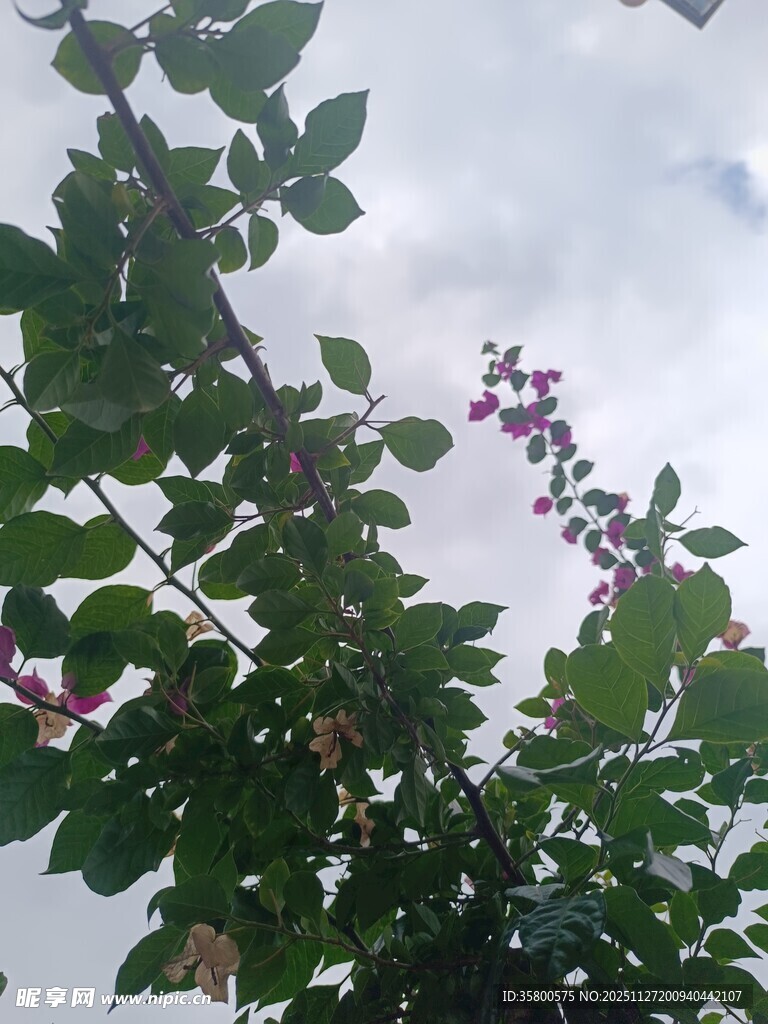 绿叶间绽放的紫色小花