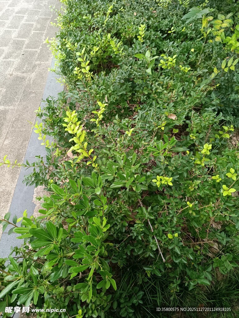 路边翠绿繁茂的灌木丛