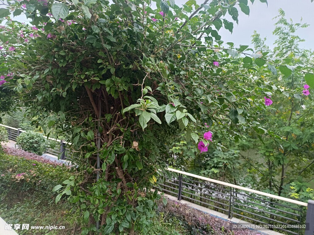 繁茂绿植与围栏景观