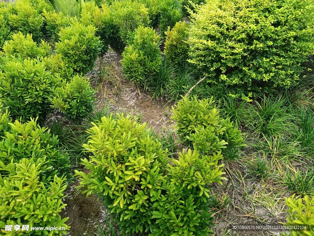 俯瞰翠绿繁茂的植物景观