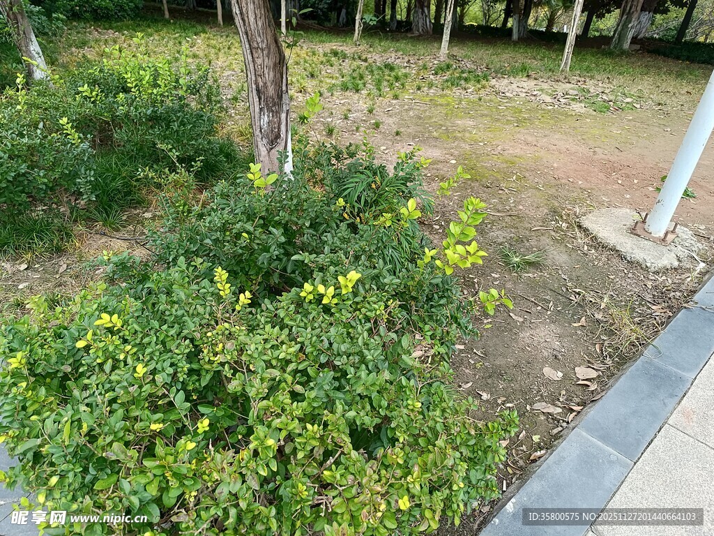 路边绿植景观