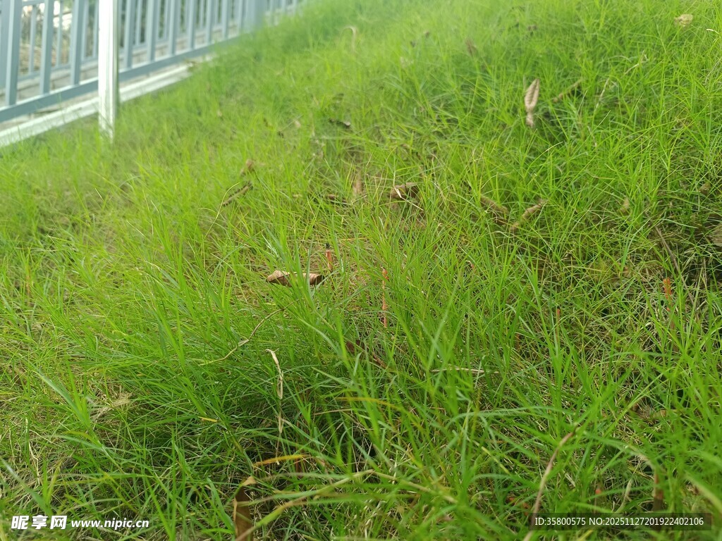 户外翠绿草地景观