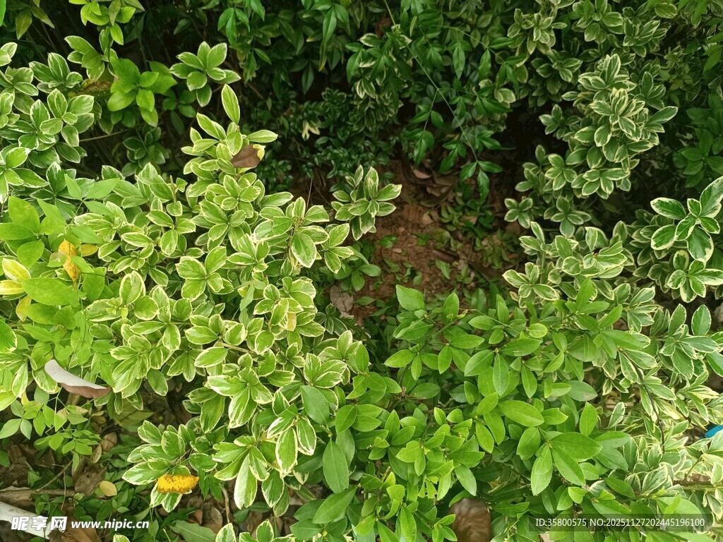繁茂绿植景观