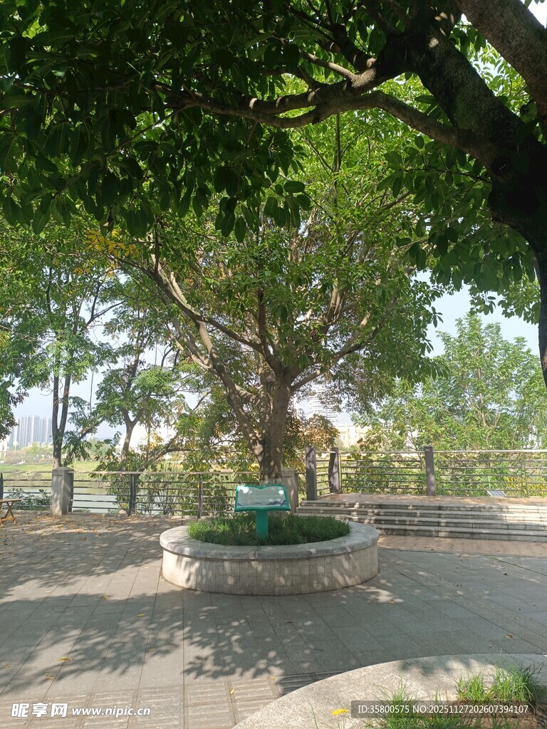 公园中茂盛大树景观