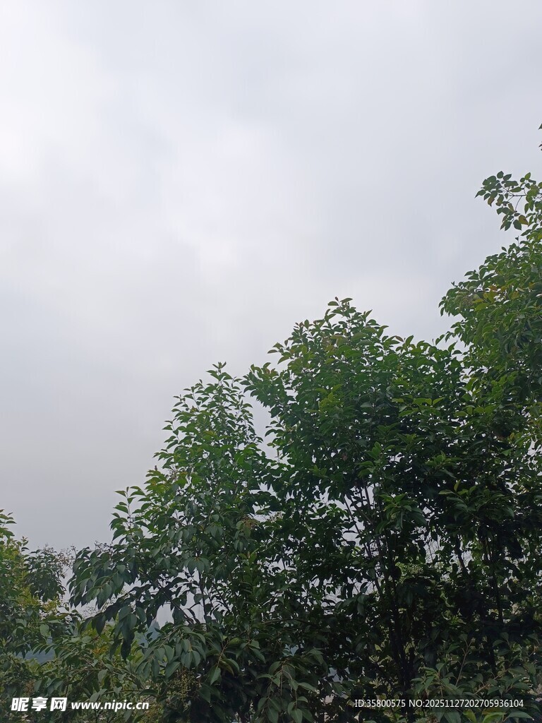 阴天中的葱郁树木