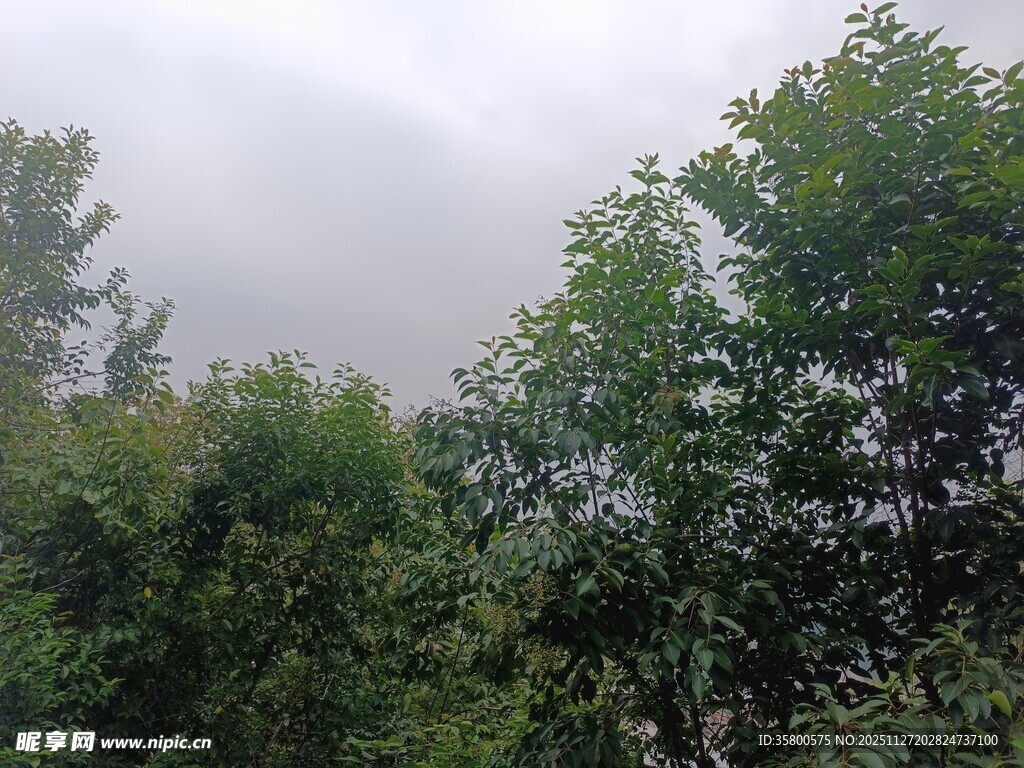 云雾中的葱郁树林