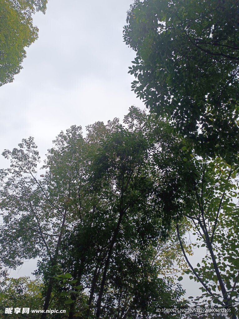 茂密树林中的绿意景象