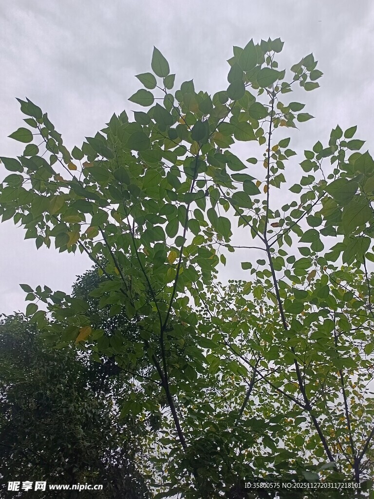 绿叶繁茂的树木景观