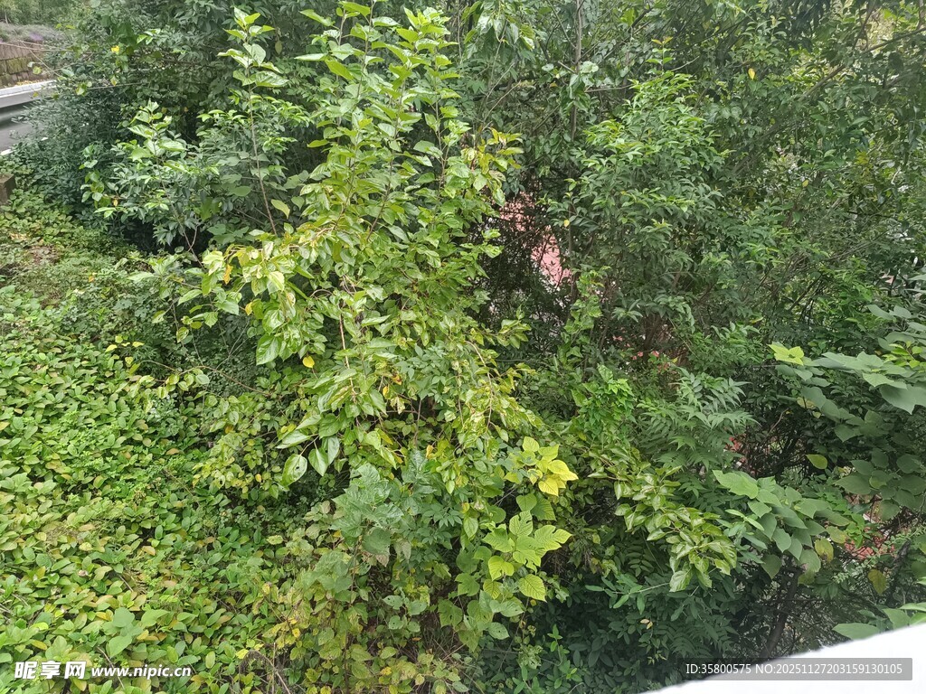 繁茂绿植景观