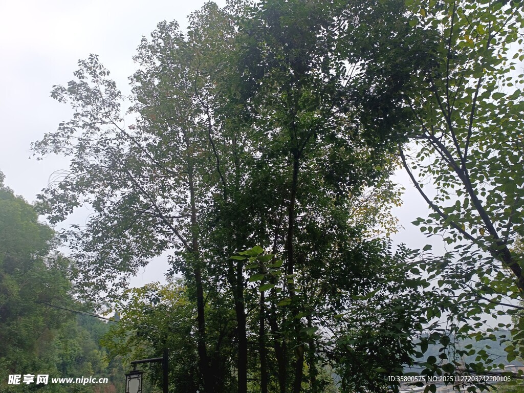 茂密山林绿意盎然