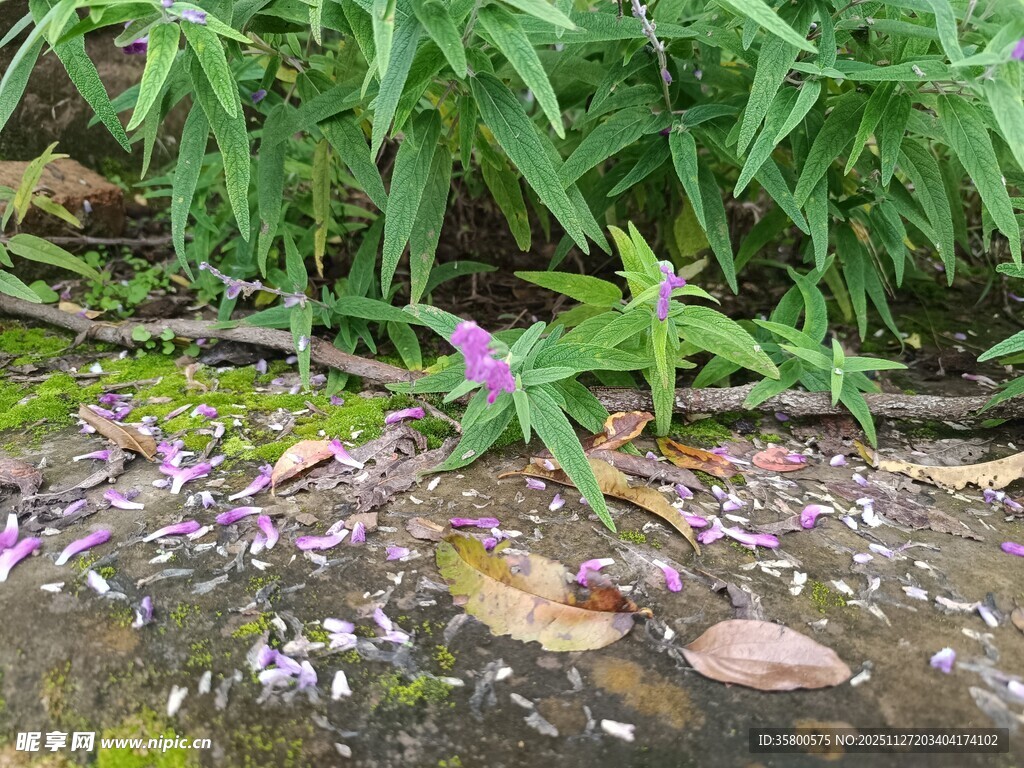 草丛中的紫色小花