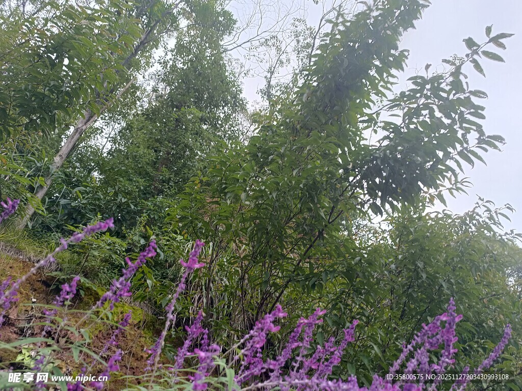 繁茂绿植间的紫色花卉