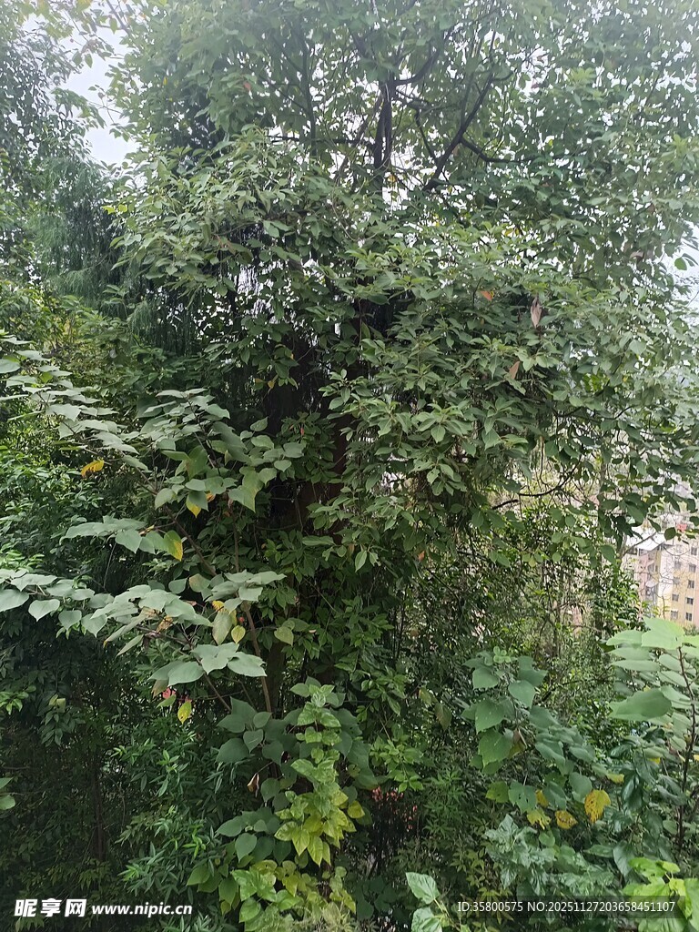 茂密树林绿意盎然