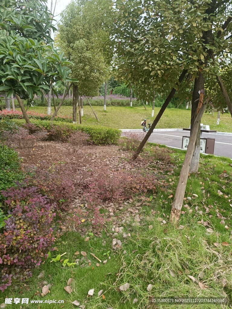 公园绿意盎然的植物景观