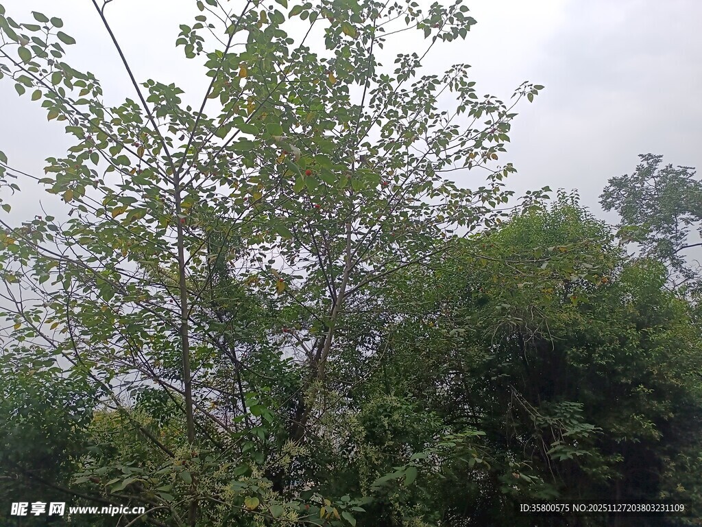 茂密树林中的繁茂枝叶