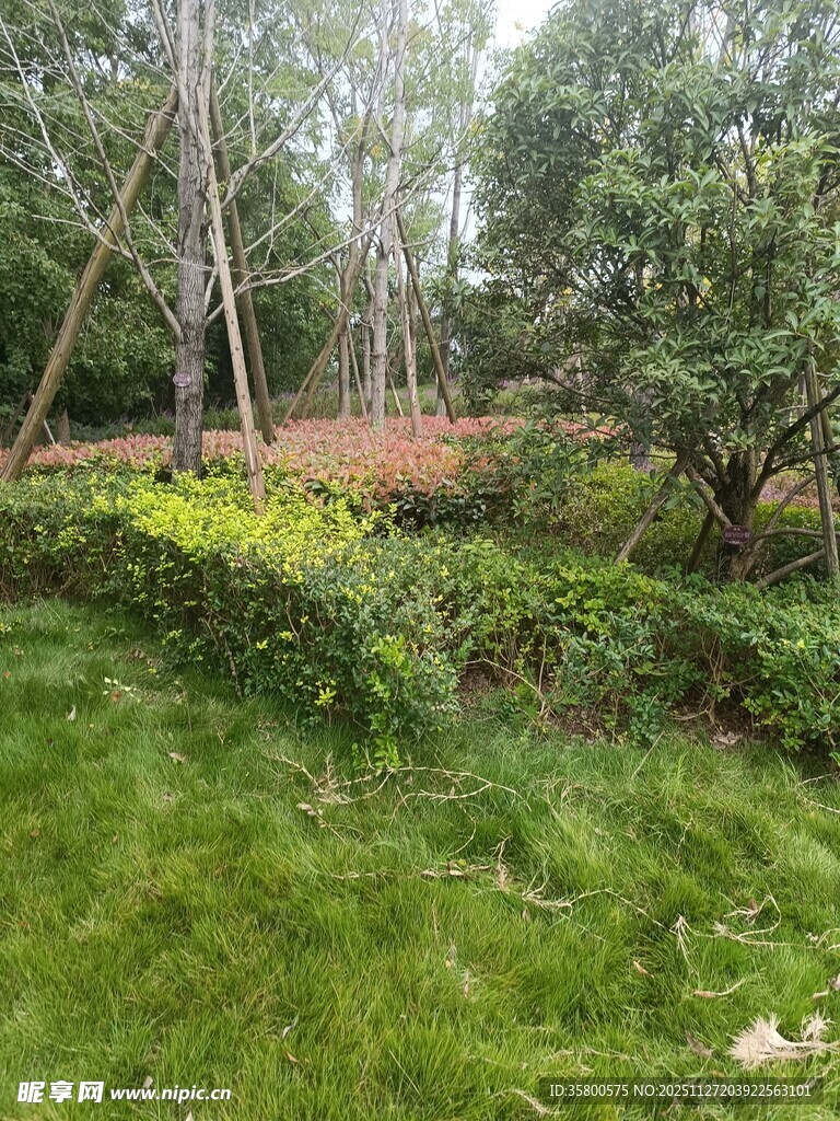 林间绿意盎然的自然景致