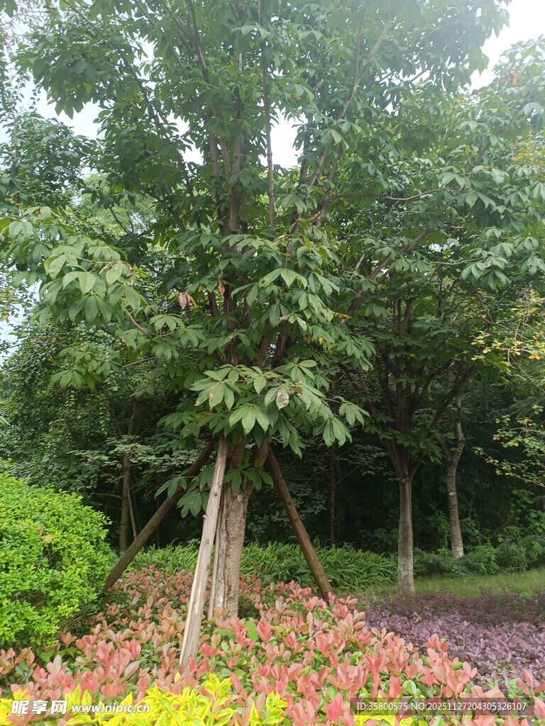 园林绿植花卉美景