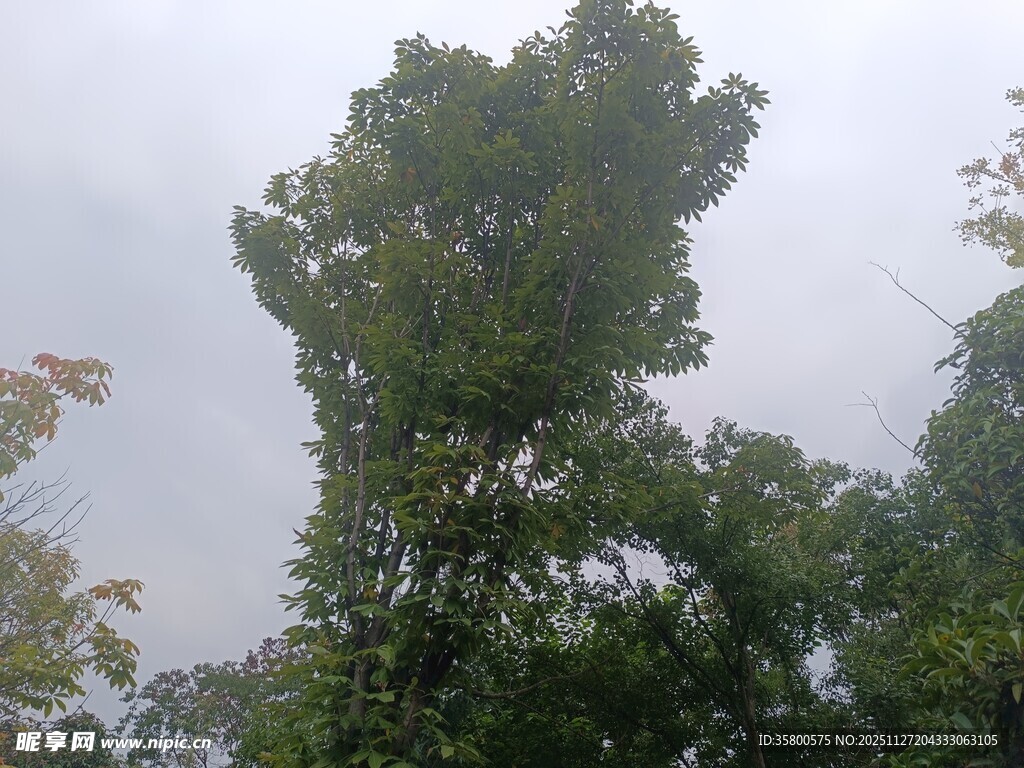 雨中挺立的葱郁大树