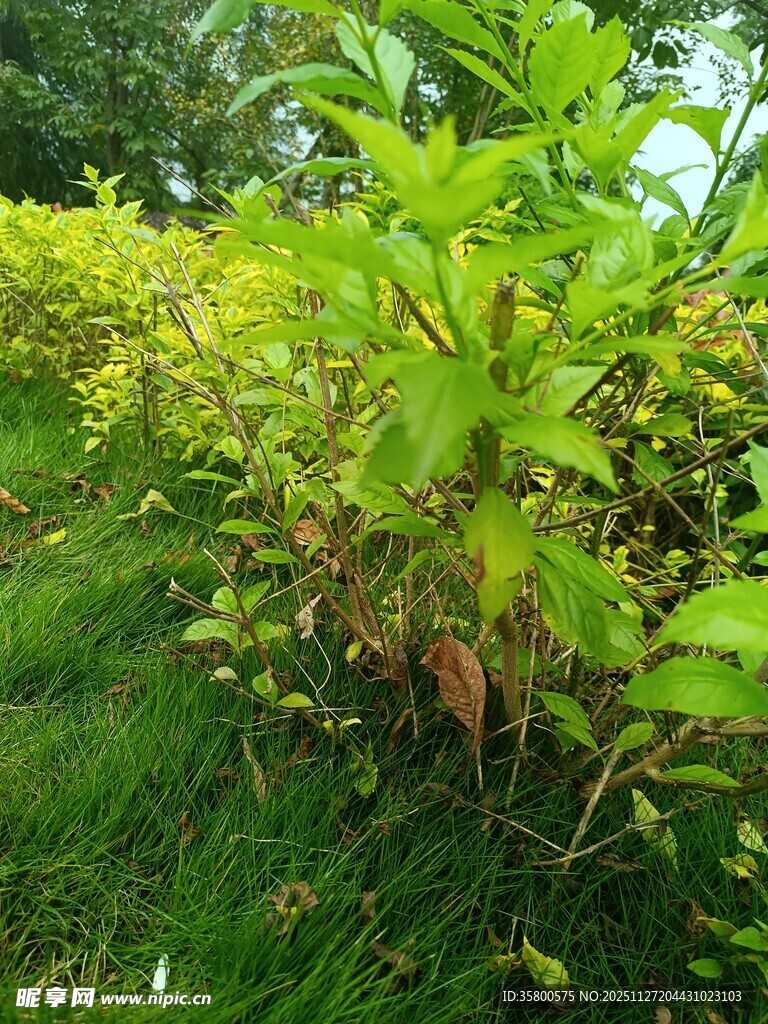 绿意盎然的繁茂植物景观