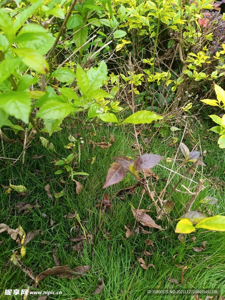 绿意盎然的植物景观