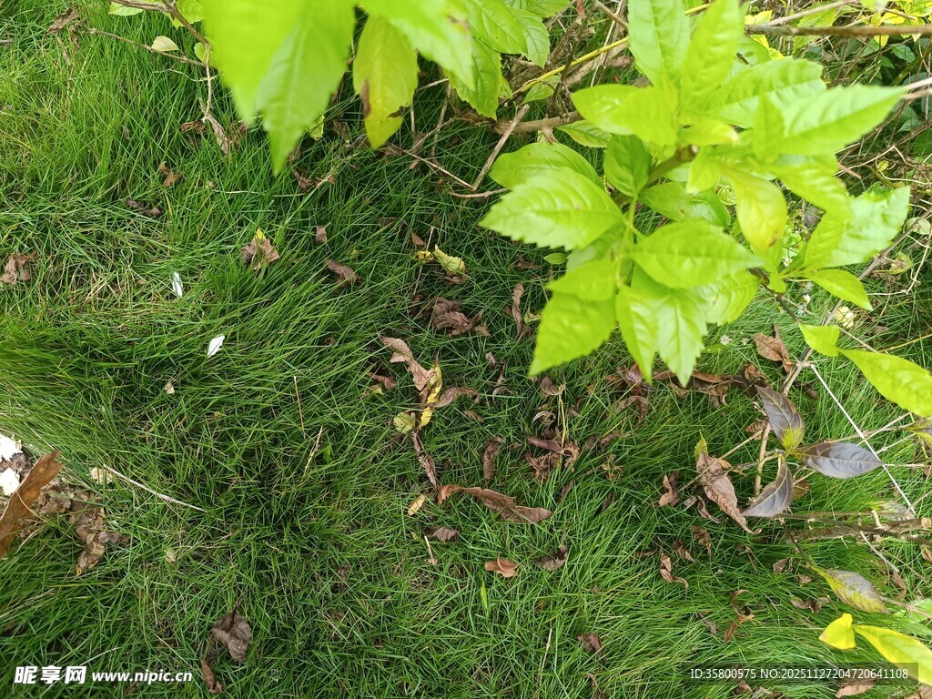 翠绿草丛中的鲜嫩绿叶