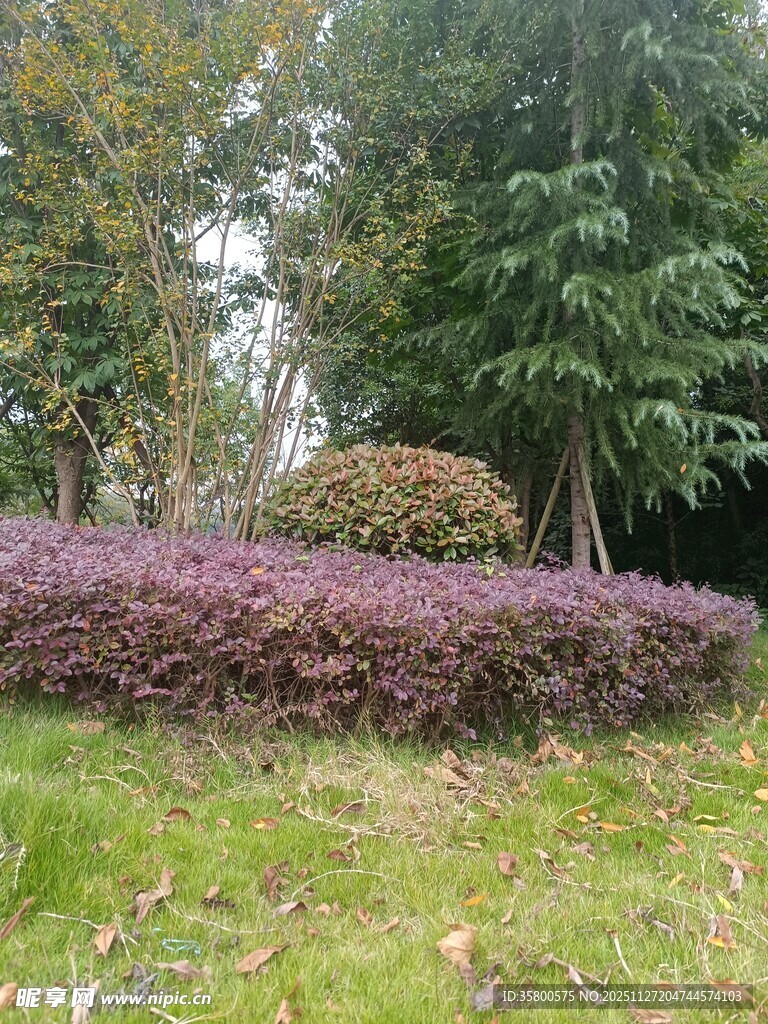 花园中的多彩植物景观