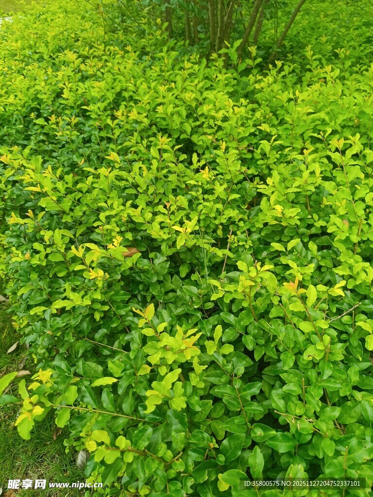 翠绿繁茂的绿植景观