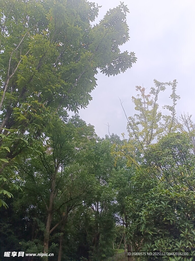 茂密树林绿意盎然