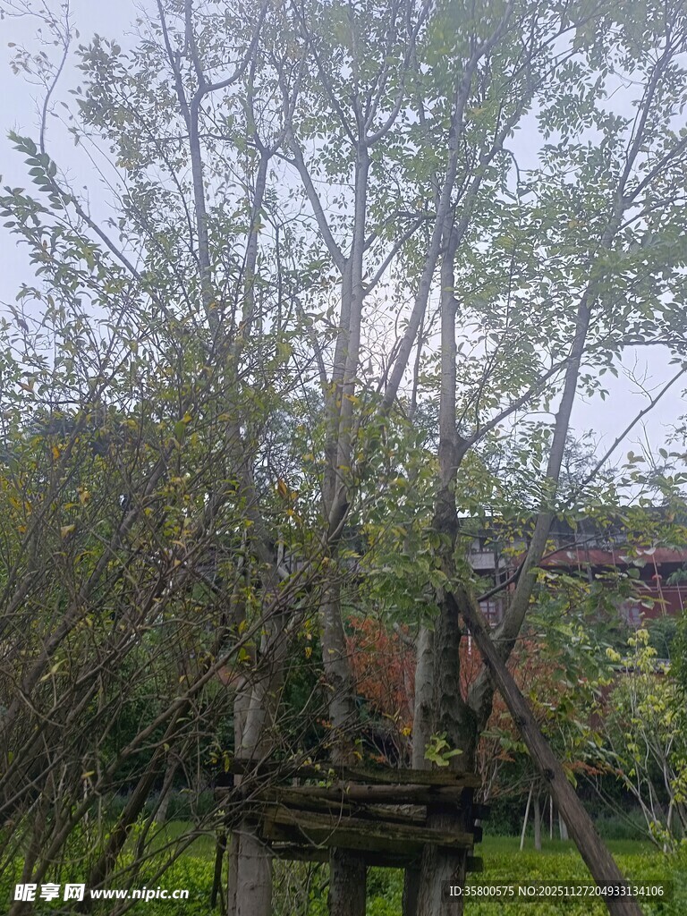 乡村林间的老旧木制设施