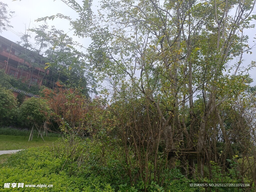 户外繁茂绿植景观