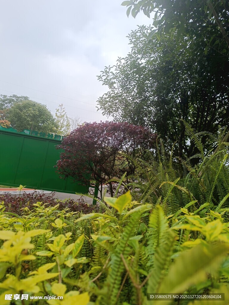 绿意盎然的户外植物景观