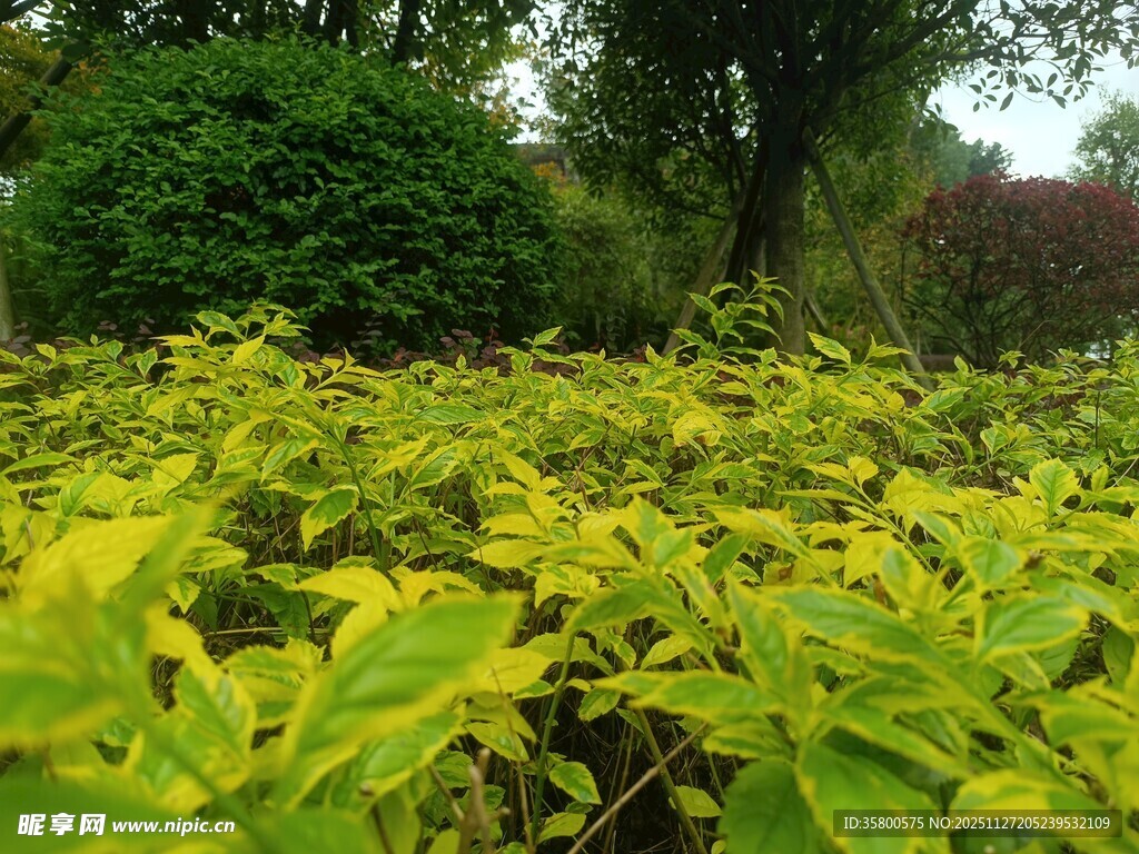 翠绿繁茂的植物景观