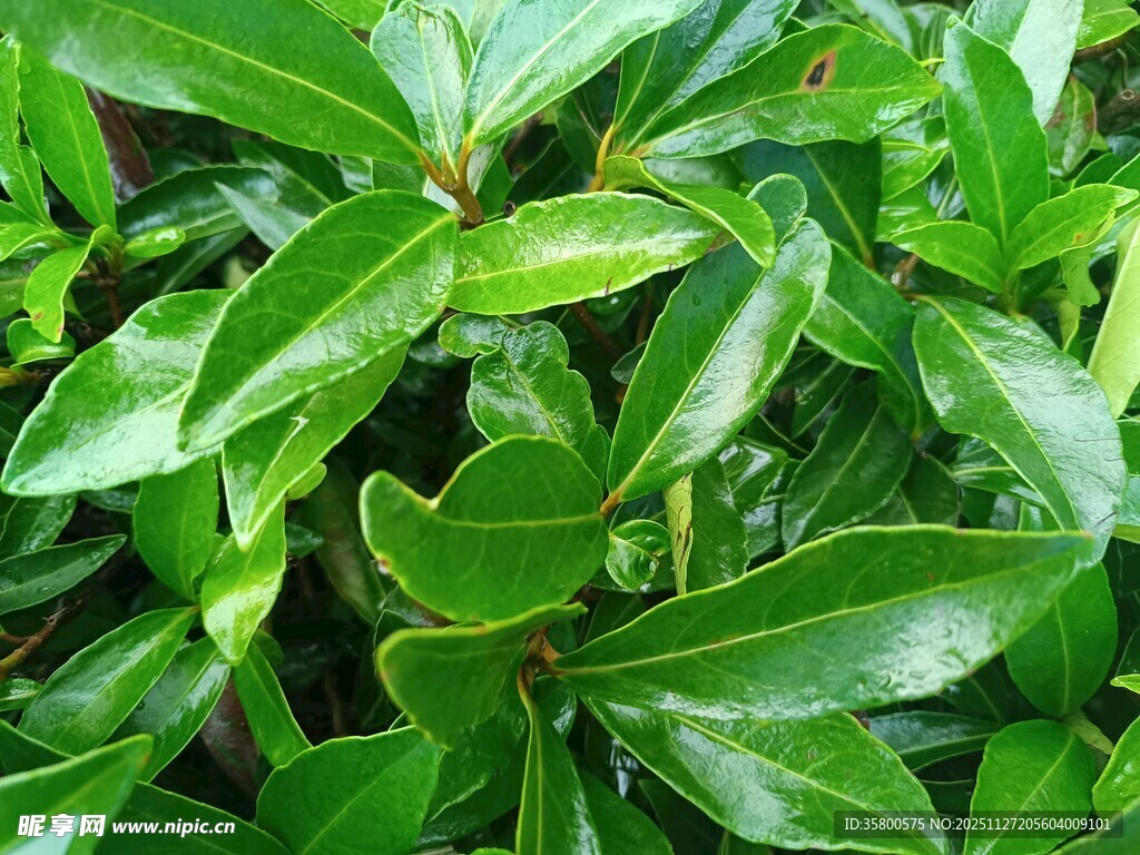 翠绿润泽的植物叶片