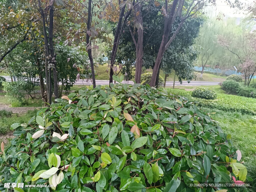 绿意盎然的户外植物景观