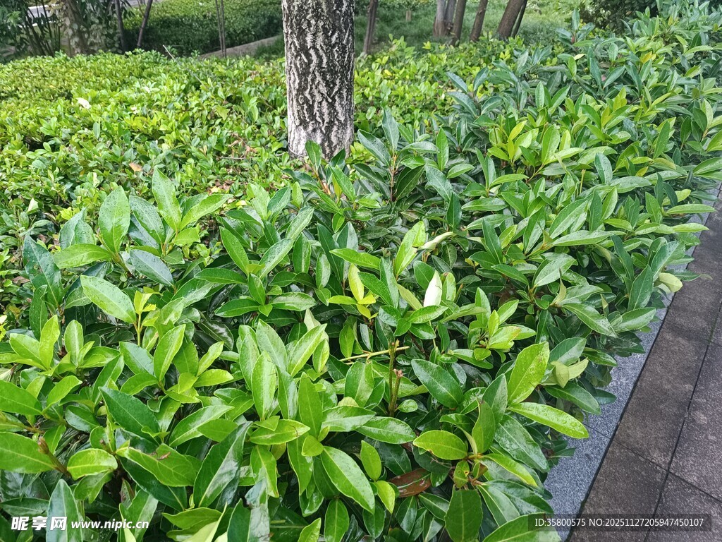 绿意盎然的园林植物景观