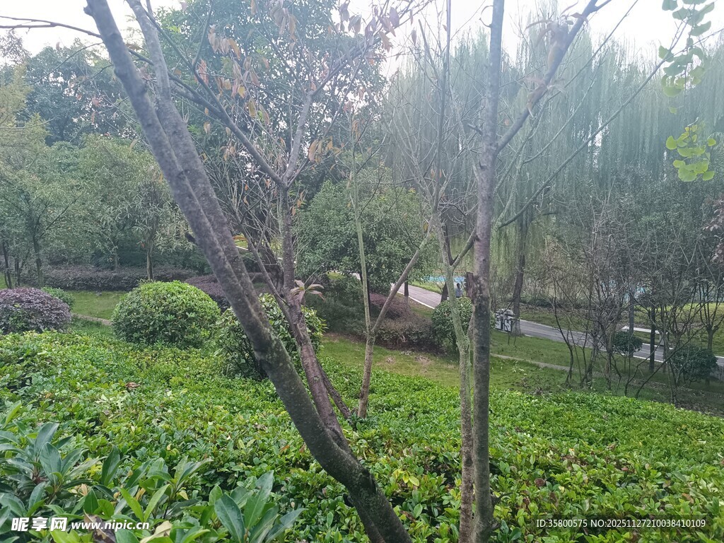 林间绿意盎然的自然景致