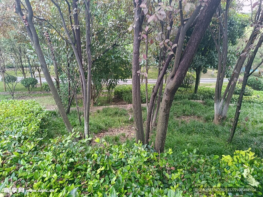林间绿意盎然的自然景致