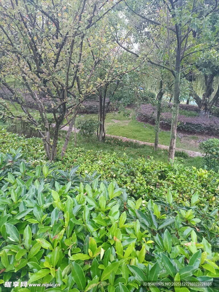 绿意盎然的公园绿植景观