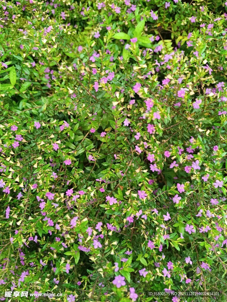 绿叶丛中点缀紫色小花