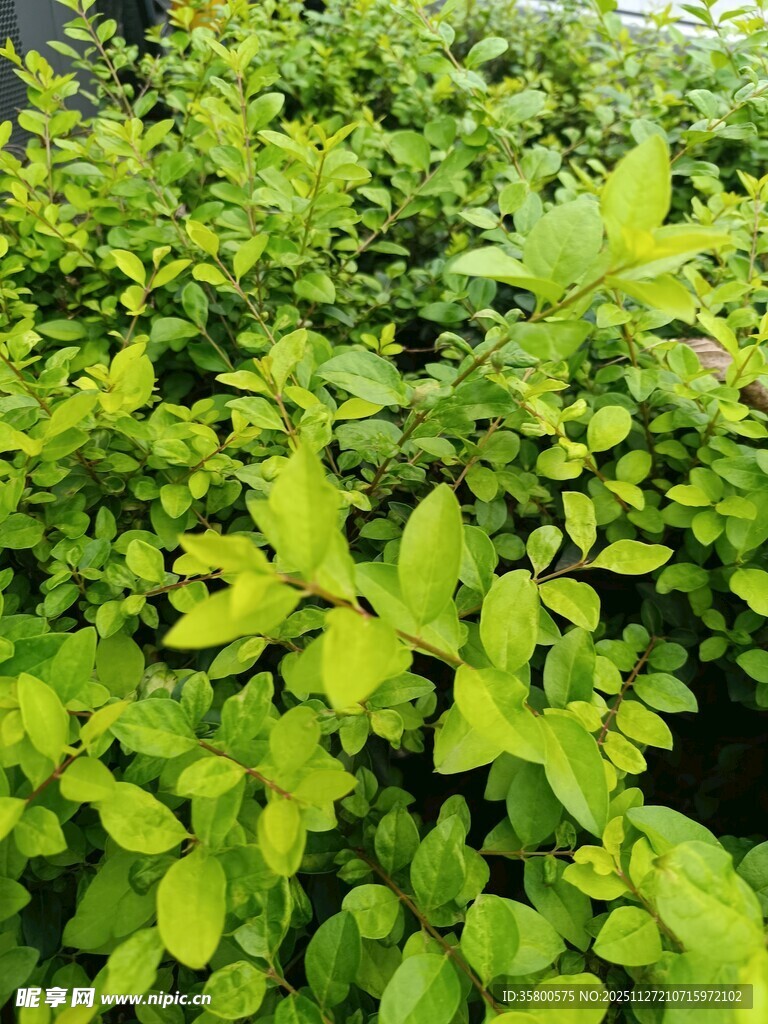 翠绿繁茂的植物景观