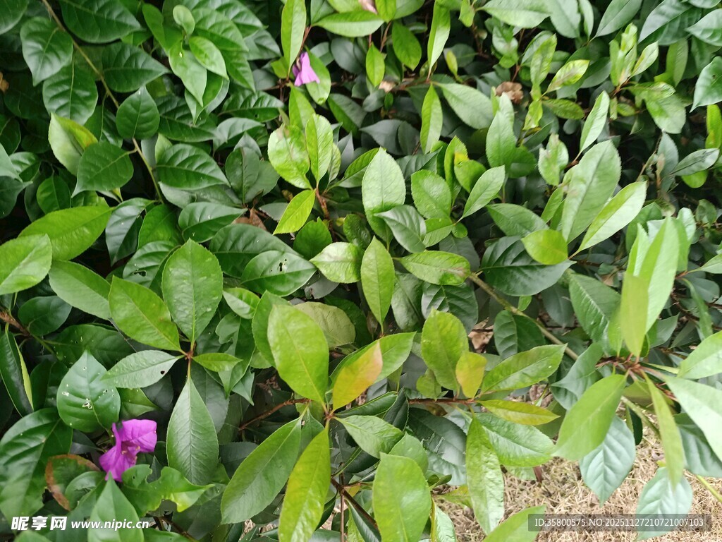 绿叶丛中的紫色小花